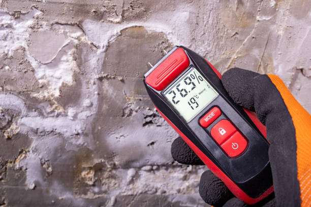 Best Post-Flood Mold Remediation in Lake Sarasota, FL